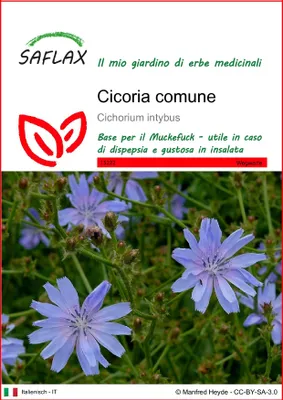 Immagine prodotto di SAFLAX  - Cicoria comune - 250 semi - Cichorium