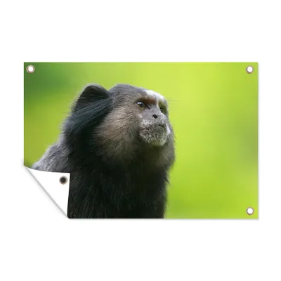Obrázek produktu pro MuchoWow® Zahradní plakáty - Zvířata - Opice - divoká - 80x120 cm - Zahradní dekorace
