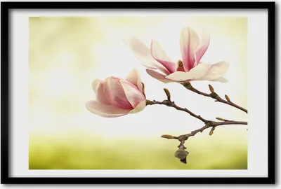 Produktbild von Bild 60x40 MDF-Rahmen, Wandkunst Magnolie