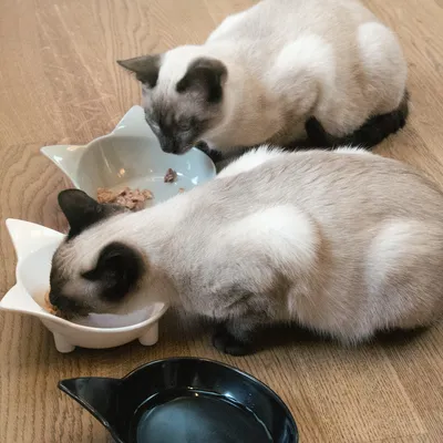 Produktbild von Navaris Futternapf Set 3-teilig für Katzen - 3er Napf rutschfest - 3 x Fressnapf Katzennapf spülmaschinenfest - Wasser Nassfutter Trockenfutter - 3x