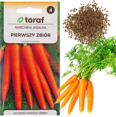 Zdjęcie produktu dla W1109 Marchew Nasiona Marchwi Pierwszy Zbiór B. Wczesna Marchewki Soczysta Na Sok