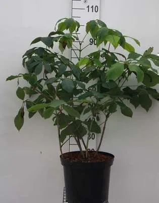 Zdjęcie produktu dla Aesculus parviflora - Kasztanowiec krzewiasty Pojemnik 60-80 cm