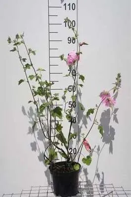 Produktbild von Lavatera hybr. 'Rosea' - Buschmalve 25- 30 cm - Container