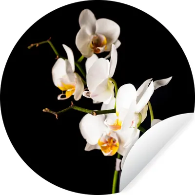 Obrázok produktu pre MuchoWow® Nálepka na tapetu - Orchidea - Kvety - Botanické - 30cm