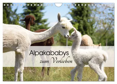 Produktbild von Alpakababys zum Verlieben (Wandkalender 2027 DIN A4 quer), CALVENDO Monatskalender
