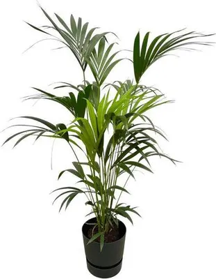 Produktbild von Kentia Palme – Forstersche Kentia – Zimmerpflanze ca. 160cm – ø30cm – inkl. Pflanzgefäß Greenville Schwarz – Tropische XL-Zimmerpalme für Wohnzimmer, Büro & Wintergarten