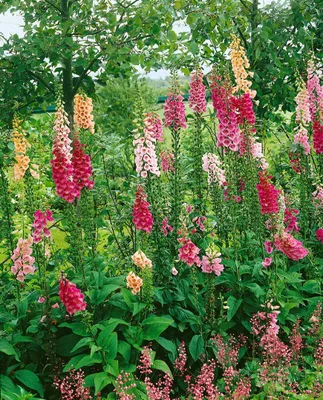 Produktbild von Digitalis purpurea 'Excelsior', Fingerhut, rosa, ca. 9x9 cm Topf