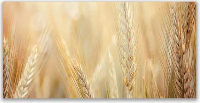 Produktbild von Tulup Leinwand-Bilder 140x70 Wandbild Canvas Kunstdruck Weizen Pflanzen