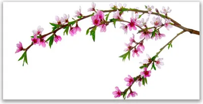 Produktbild von Acrylglasbilder 120x60 Wandbild Druck Zweig Blumen Natur