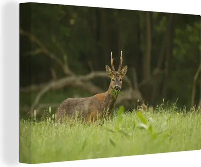 Produktbild von OneMillionCanvasses® - Leinwandbilder - 140x90 cm, Hirsche - Gras - Wald, Wandbilder Kunstdruck Wanddekoration