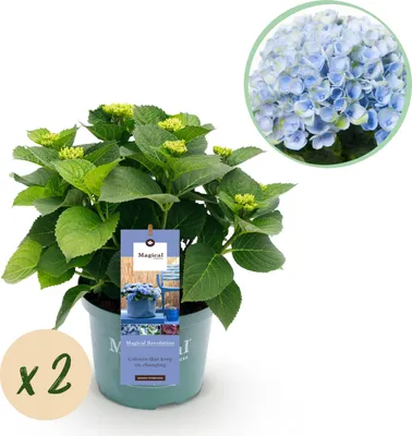 Produktbild von Balkonpflanze - Hortensie - Hydrangea Magical Revolution Blue - Blau - 6-10 Blumen - 2 Pflanzen - 40-55cm - Ø23cm - Gartenpflanze