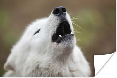 Produktbild von MuchoWow® Poster Wolf - Weiß - Tier 60x40 cm - Schlafzimmerdekoration