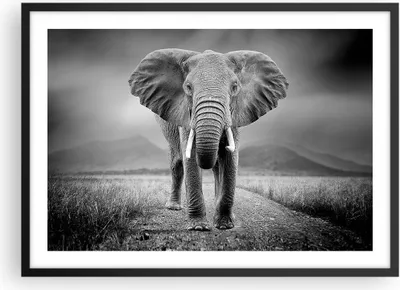 Produktbild von Gerahmtes Poster - Schwarzer Rahmen - Elefant Wildnis Natur - 70x50 cm - Wand Bild - Wanddeko - Wandbilder - Kunstposter - Wandposter - Bilderrahmen - Bilder - Kunstdruck - P2BAA70x50-4966