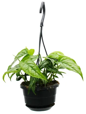Produktbild von Pflegeleichte Mini-Ampelpflanzen in der 12cm Ampel - Monstera siltepecana - Silbernes Fensterblatt