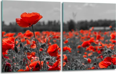 Produktbild von Herdabdeckplatten 2x40x52 Glaskeramikkochfeld 2-Teilig Glas Spritzschutz Blumen