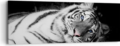 Produktbild von Bild auf Leinwand - Leinwandbild - Einteilig - Weiß Tiger Schwarz und Weiß - 90x30cm - Wand Bild - Wanddeko - Wandbilder - Leinwanddruck - Bilder - Wanddekoration - Leinwand bilder - AB90x30-4247