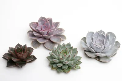 Immagine prodotto di 4 x Succulente Echeveria, mix di colori