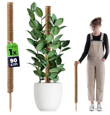 Image de Support pour plante Monstera - Tige en coco pour plantes grimpantes - Longueur 90 cm - Diamètre 4,5 cm - Pour plantes d'intérieur