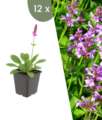 Produktbild von Plants by Frank | 12 Ziest 'Hummelo' Pflanzen | Stachys Monieri 'Hummelo' | Stauden | Winterhart | Mehrjährig | Gartenpflanzen