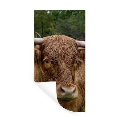 Produktbild von MuchoWow® Wandtattoo Wandsticker Wandaufkleber Schottische Highlander - Tiere - Gras 60x120 cm Selbstklebend und Repositionierbar - Selbstklebend - Fototapeten