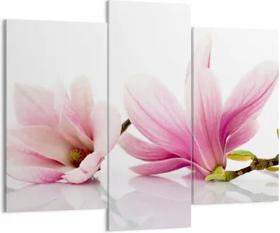Produktbild von Bild auf Leinwand - Leinwandbild - Magnolie blume natur pflanze - 130x100cm - Wand Bild - Wanddeko - Leinwanddruck - Bilder - Kunstdruck - Wanddekoration - Leinwand bilder - Wandkunst - CB130x100-2641
