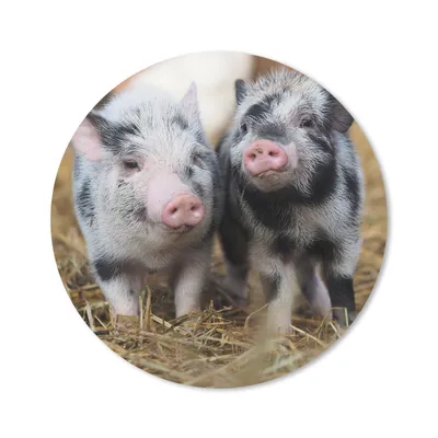 Produktbild von MuchoWow® Mauspad Mousepad Schwein - Tiere - Ferkel 50x50 cm - Mousepads - Maus Mat - Pad - Mausunterlage - Vinyl