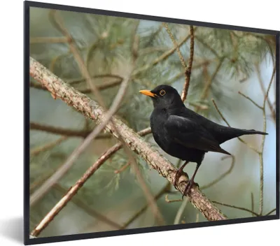 Produktbild von MuchoWow® Gerahmtes Poster Vogel - Amsel - Zweige - Tiere 80x60 cm - Poster mit Schwarzem Bilderrahmen Wandposter Rahmen Foto Bilder - Schwarzem - Mit Gestell