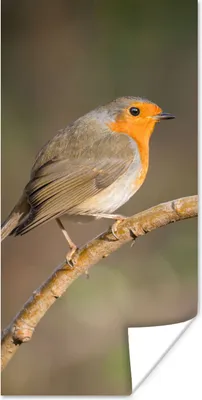 Produktbild von MuchoWow® Poster Rotkehlchen - Vogel - Natur 20x40 cm - Plakat - Foto