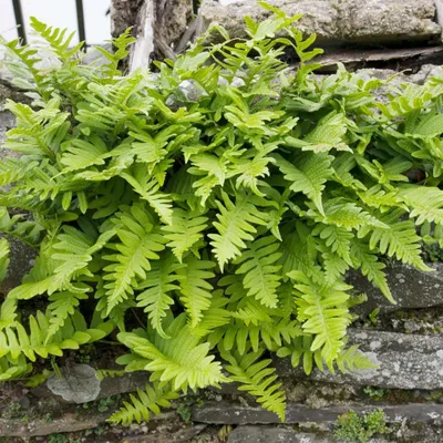 Obrázek produktu pro Polypodium vulgare kapradina 6 rostlin 9 cm vždyzelená mrazuvzdorná stínomilná