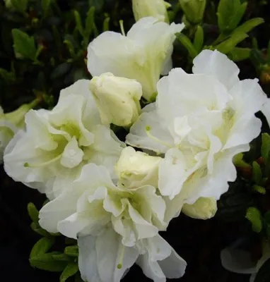 Produktbild von Japanische Azalee Rhododendron obtusum 'Schneeperle' 30 - 40 cm Alpenrose weiß