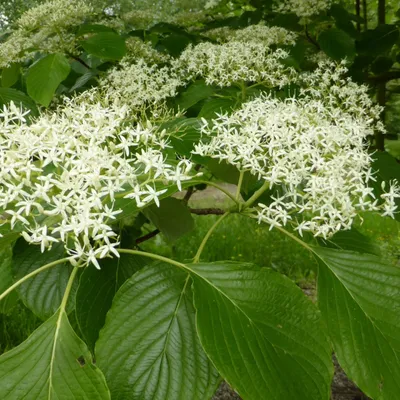 Productafbeelding van Hoogstammige Hartlelie - Cornus controversa | 60-80 cm in pot