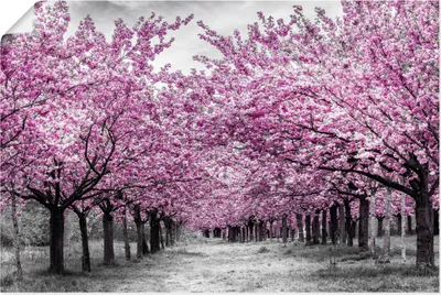 Produktbild von ARTland Poster Kirschbäume in voller Blüte Größe: 60x40 cm
