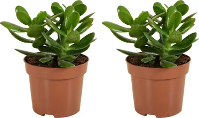 Zdjęcie produktu dla Bloomique - Zestaw 2 szt. - Crassula Ovata Magiczne drzewo - Roślina jadeitowa - Rośliny doniczkowe - Sukulent - Bardzo łatwe w pielęgnacji - Wysokość 15-20 cm - Doniczka 12 cm