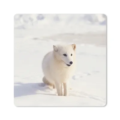 Produktbild von MuchoWow® Mauspad Mousepad Fuchs - Schnee - Weiß 20x20 cm - Mousepads - Maus Mat - Pad - Mausunterlage - Desk Mat - Bureauartikeln