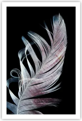 Produktbild von Poster - Poster ohne Rahmen - Feder die Farben Zartheit - 61x91,5 cm - Wand Bild - Wanddeko - Wandbilder - Kunstposter - Wandposter - Bilder - Kunstdruck - Wanddekoration - Wandbild - P2XPA61x91-4959