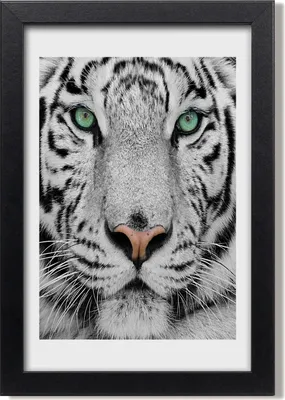 Produktbild von Bild 20x30 MDF-Rahmen, Wandkunst Weißer Tiger