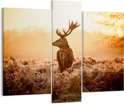 Produktbild von Bild auf Leinwand - Leinwandbild - Hirsch Natur Feld - 95x80cm - Wand Bild - Wanddeko - Wandbilder - Leinwanddruck - Bilder - Kunstdruck - Wanddekoration - Leinwand bilder - Wandkunst - CB95x80-3632