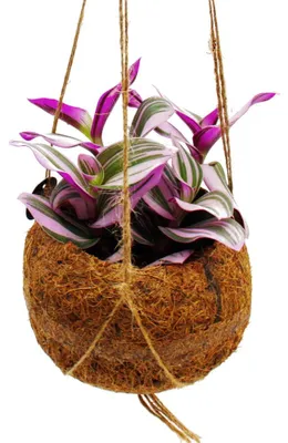 Produktbild von Kokodama Tradescantia "Nanouk" Dreimasterblume Wasserhexe im Kokodama-Gefäß zum Hängen ca. 13cm
