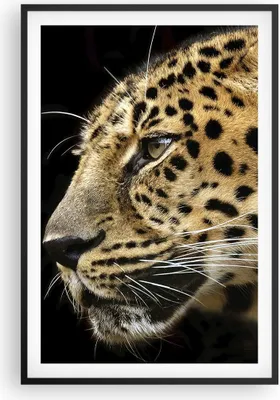 Produktbild von Gerahmtes Poster - Schwarzer Rahmen - Tiere Leopard wilde Katze wilde Tiere - 61x91,5 cm - Wand Bild - Wanddeko - Wandbilder - Wandposter - Bilderrahmen - Bilder - Kunstdruck - P2BPA61x91-0433