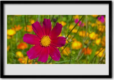 Produktbild von Bild 100x70 MDF-Rahmen Wandkunst Natur Blume Pflanze