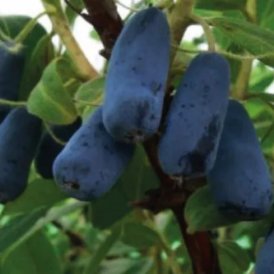 Immagine prodotto di Caprifoglio della Kamchatka Indigo Gem 1L