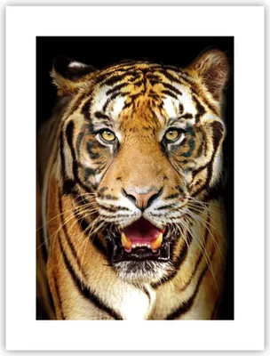 Produktbild von Poster - Poster ohne Rahmen - tiger tier - 30x40 cm - Wand Bild - Wanddeko - Wandbilder - Kunstposter - Wandposter - Bilder - Kunstdruck - Wanddekoration - Wandbild - P2XPA30x40-4103