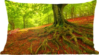 Produktbild von MuchoWow® Zierkissen Sofakissen Wohnzimmer Dekokissen 50x30 cm Baum - Wald - Herbstblätter - Wohnzimmerdekoration - Polster mit Photo