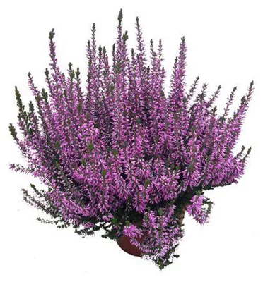 Produktbild von Enseleits Calluna Beauty Lady´s Lila, winterheide, Besenheide, Calluna vulgaris