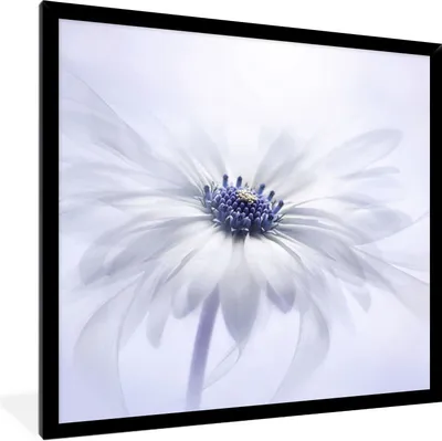 Produktbild von MuchoWow® Gerahmtes Poster Blume - Abstrakt - Weiß 40x40 cm - Poster mit Schwarzem Bilderrahmen Wandposter Rahmen Foto Bilder - Mit Rahmen - Wanddekoration Schlafzimmer