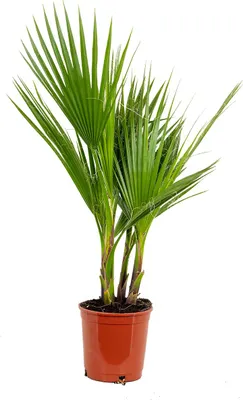 Produktbild von Washingtonia Robusta - Mexikanische Fächerpalme - Palme - Winterharte Balkonpflanzen - Gartenpflanzen Winterhart - Höhe 70-80 cm - Topf 17 cm