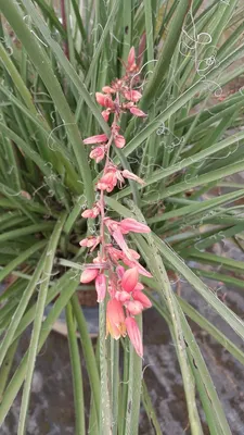 Image de Hesperaloe parviflora 'Rubra' / Yucca rouge