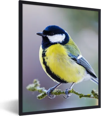 Produktbild von MuchoWow® Gerahmtes Poster Kohlmeise - Vogel - Zweig 60x80 cm - Poster mit Schwarzem Bilderrahmen Wandposter Rahmen Foto Bilder - Premium - Wanddeko Wohnzimmer