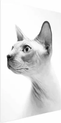 Produktbild von Posterpapier Poster - Hairless Cat 29.7x42 cm Tiere g-B-0111-ao-a