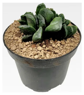 Produktbild von Haworthia maukanii x truncata - kleine Sukkulente im Ø 9 cm Topf - pflegeleichte Dickblattpflanze